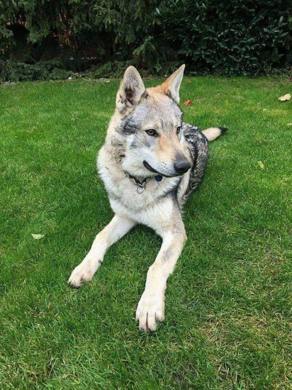 Dog Photo