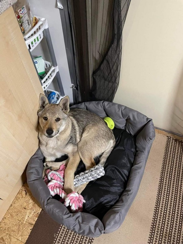 Dog Photo