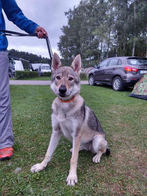 Dog Photo
