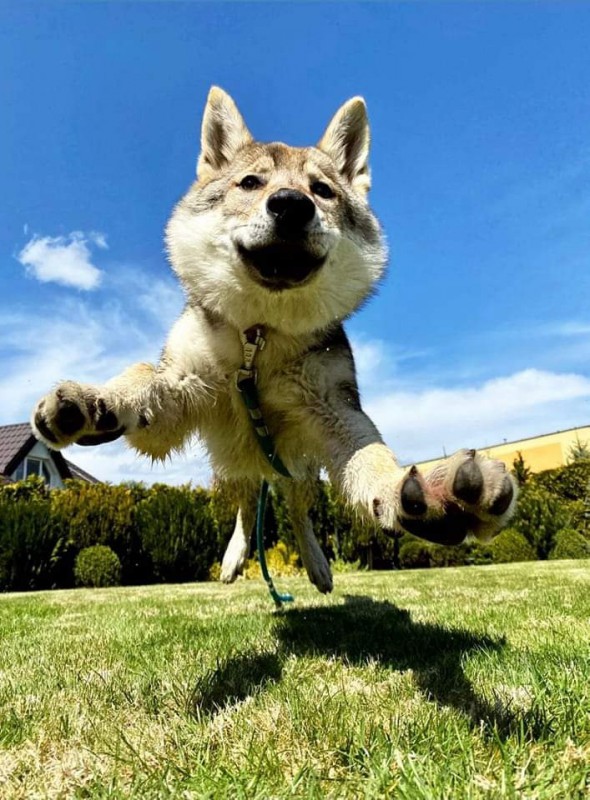 Dog Photo