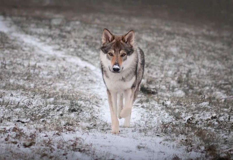 Dog Photo