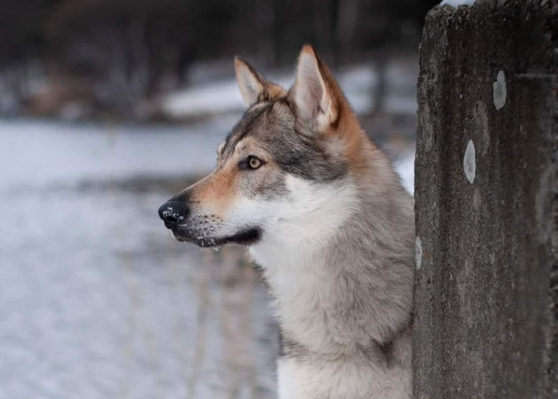 Dog Photo