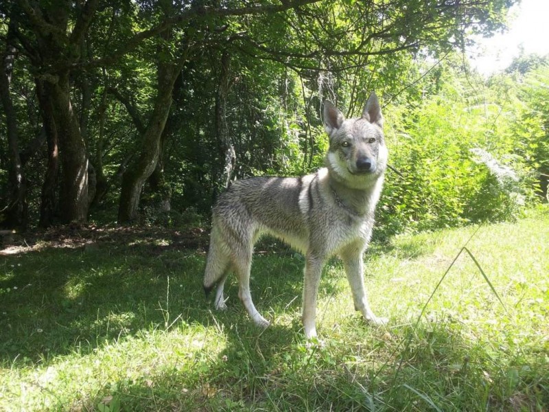 Dog Photo