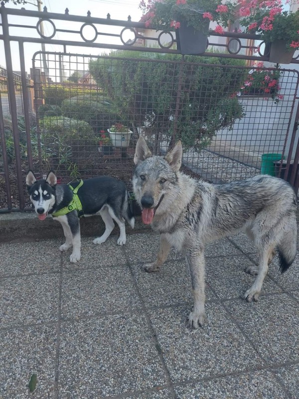 Dog Photo