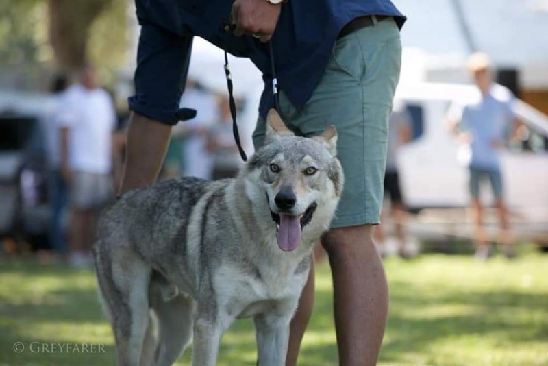 Dog Photo