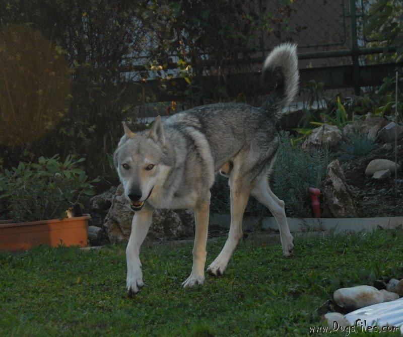 Dog Photo