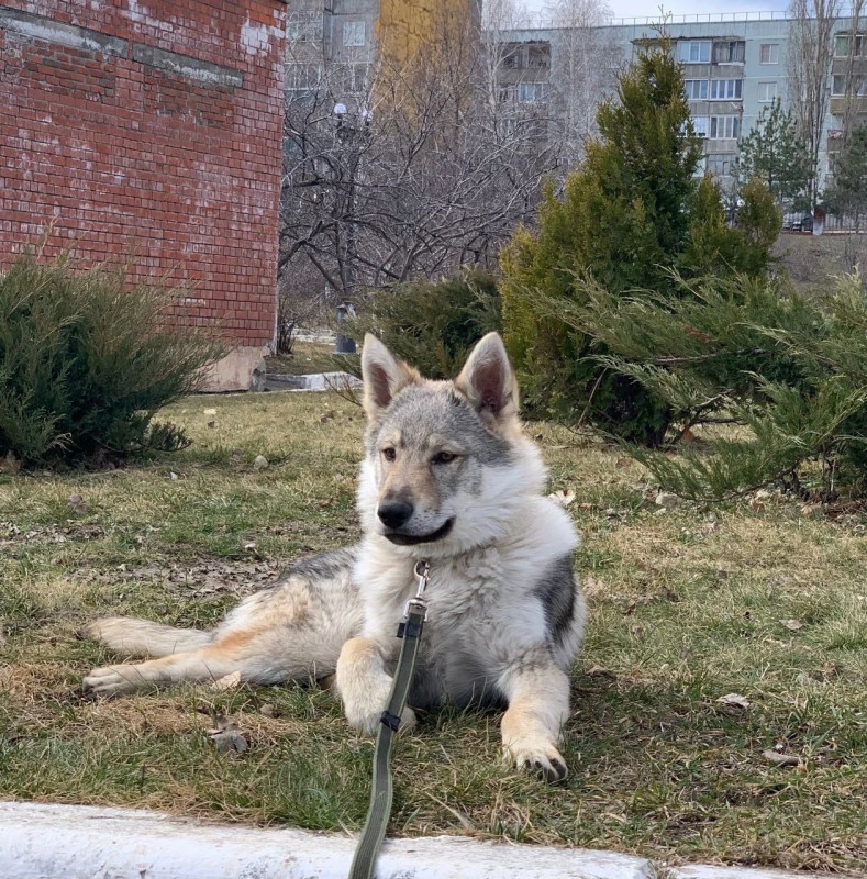 Dog Photo