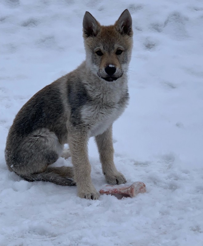 Dog Photo