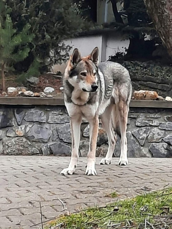 Dog Photo