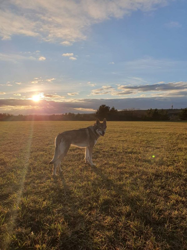 Dog Photo