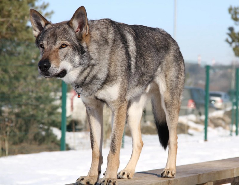 Dog Photo