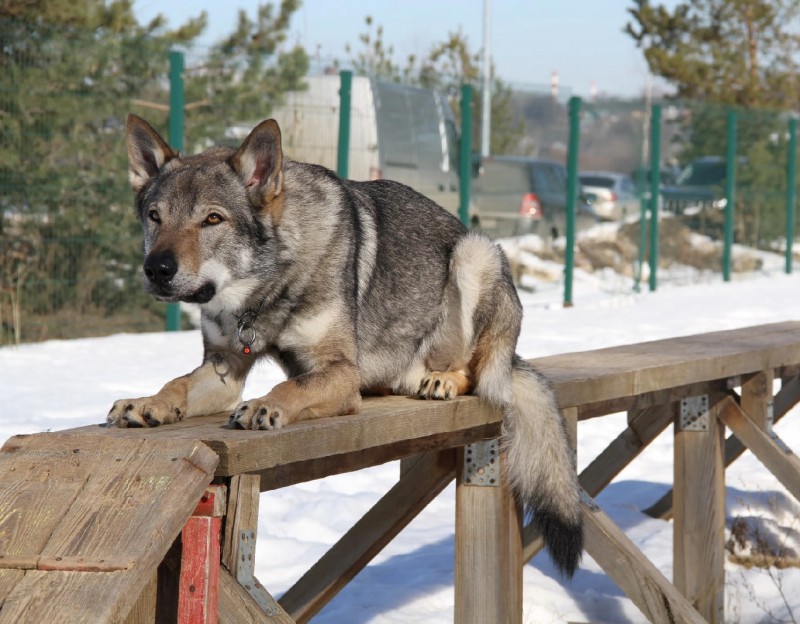 Dog Photo