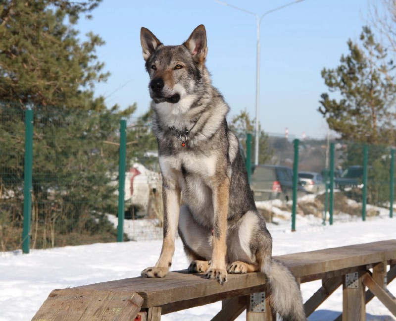 Dog Photo