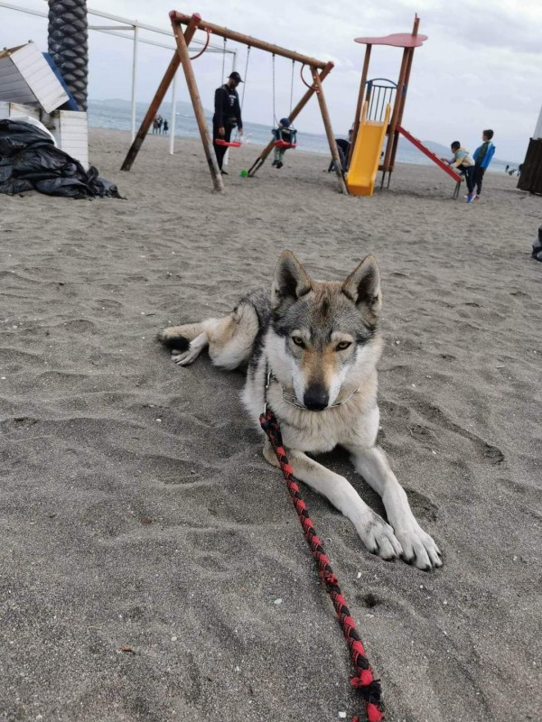Dog Photo
