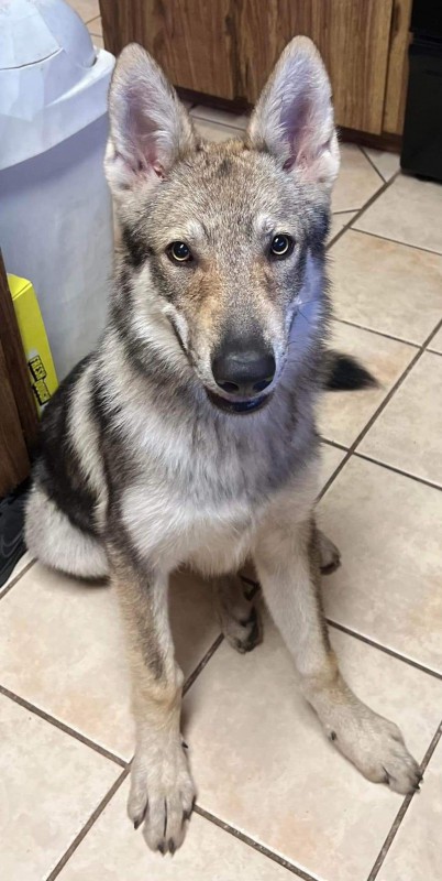 Dog Photo