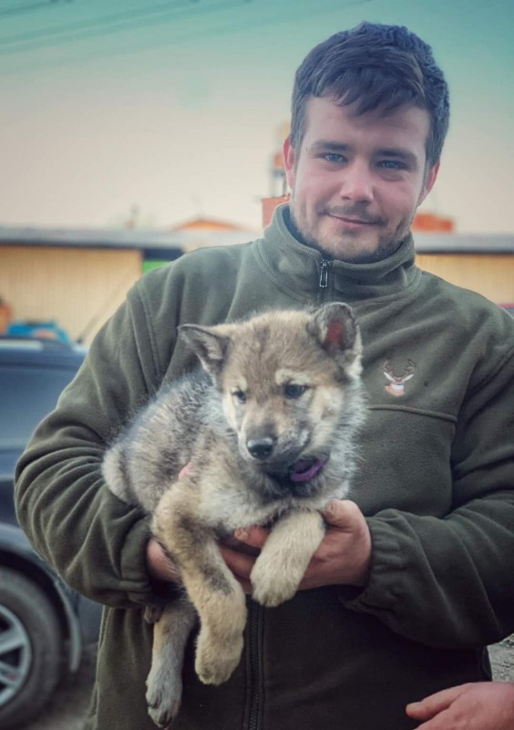 Dog Photo