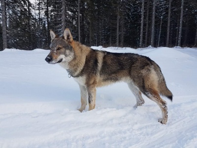Dog Photo