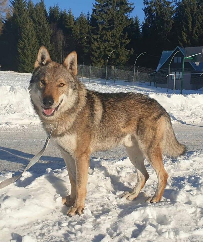 Dog Photo