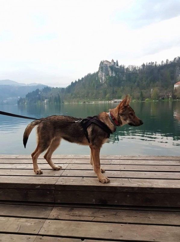 Dog Photo