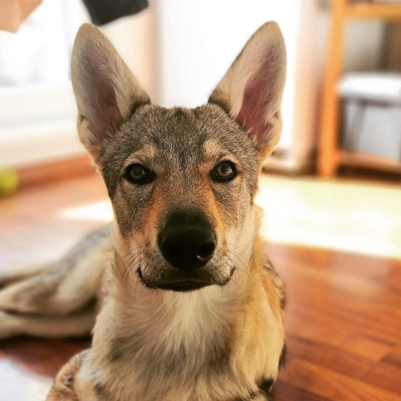 Dog Photo