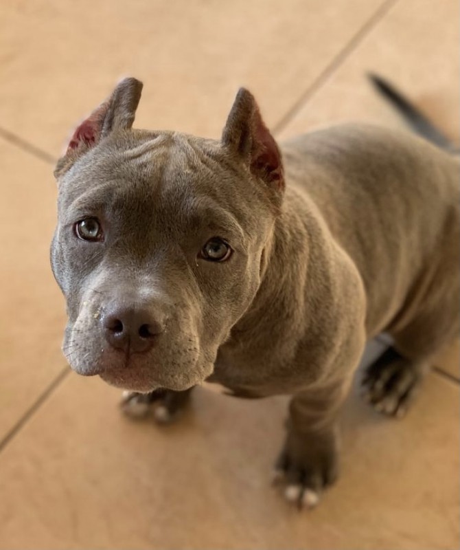 Dog Photo