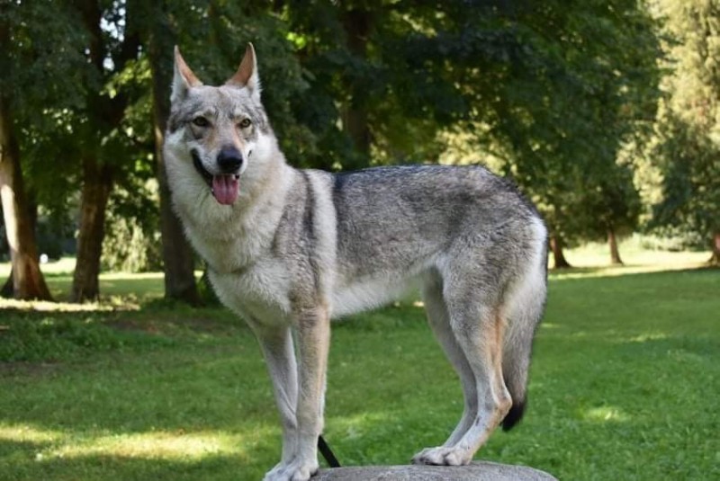 Dog Photo