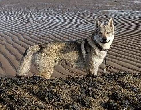 Dog Photo
