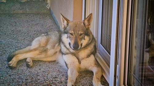 Dog Photo