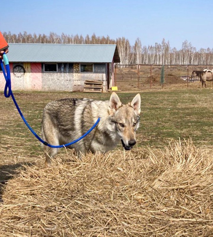 Dog Photo