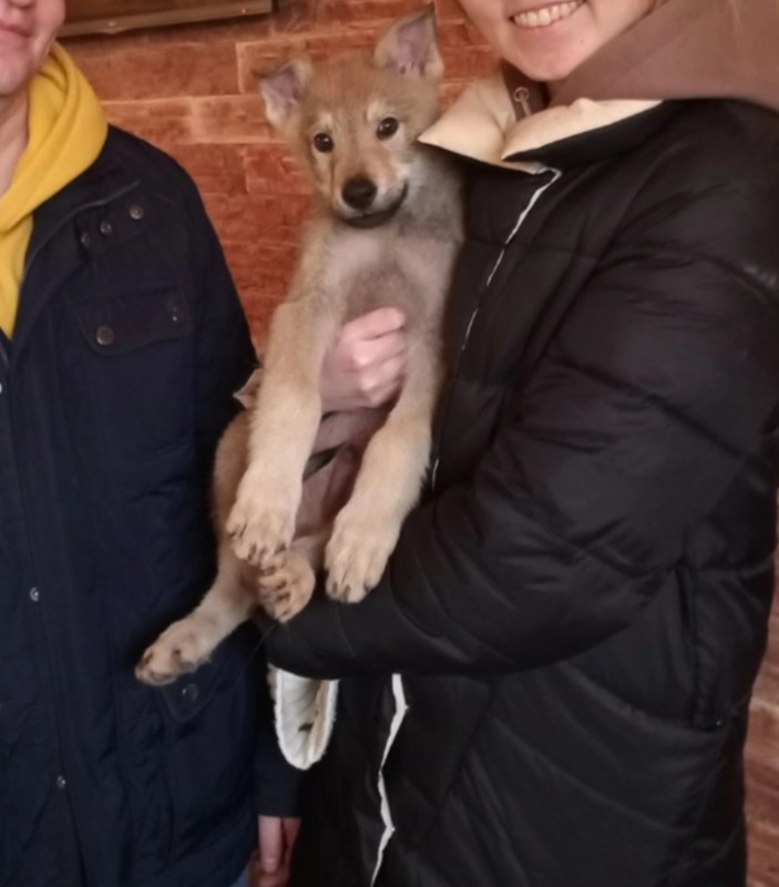 Dog Photo