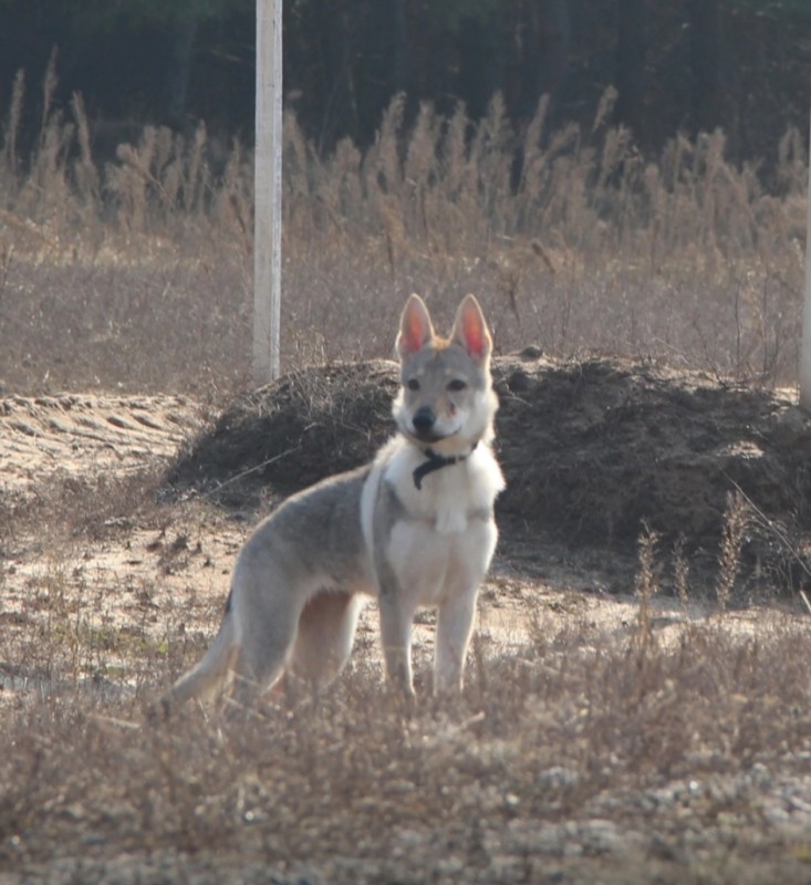 Dog Photo