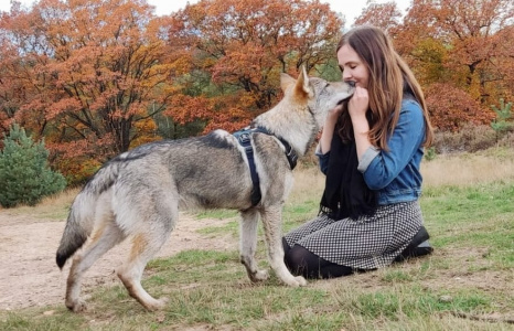 Dog Photo
