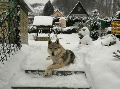 Dog Photo