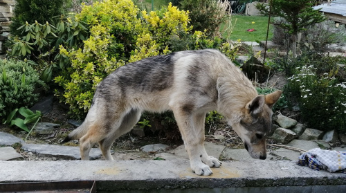 Dog Photo