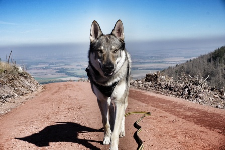 Dog Photo