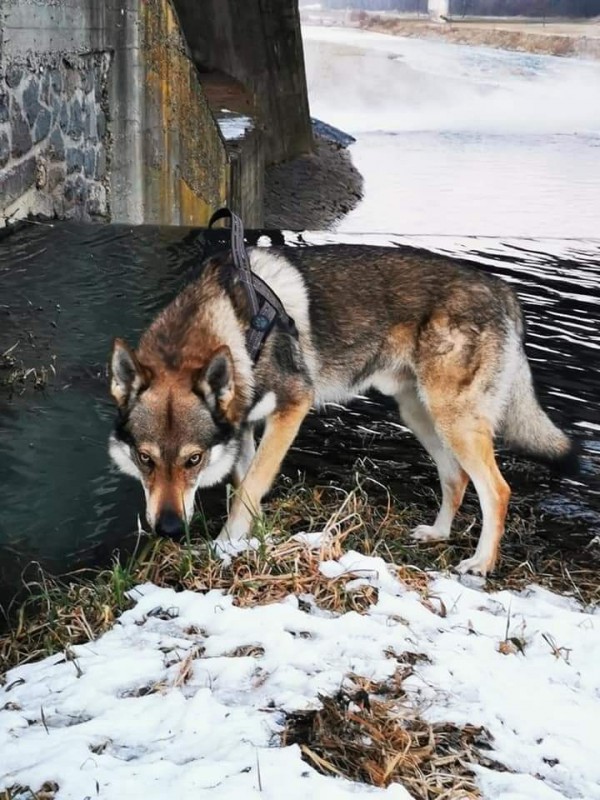 Dog Photo