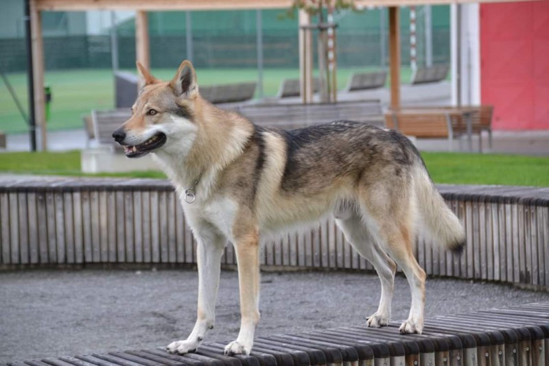 Dog Photo