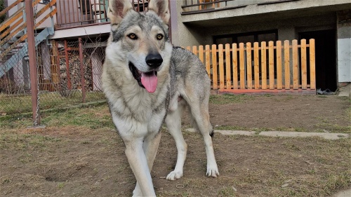 Dog Photo