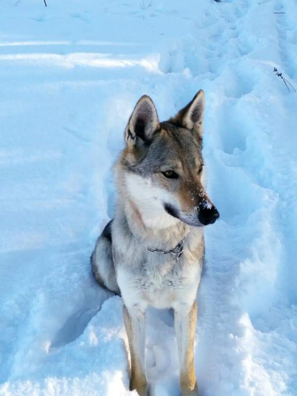 Dog Photo