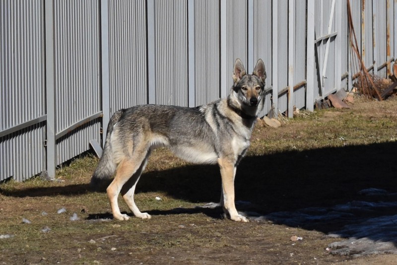 Dog Photo