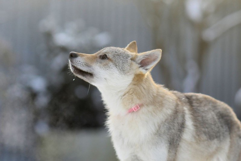 Dog Photo