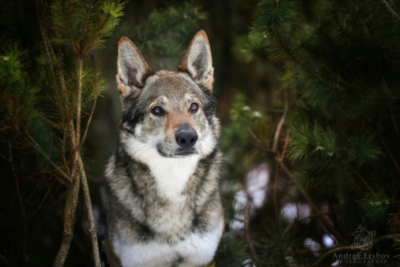 Dog Photo