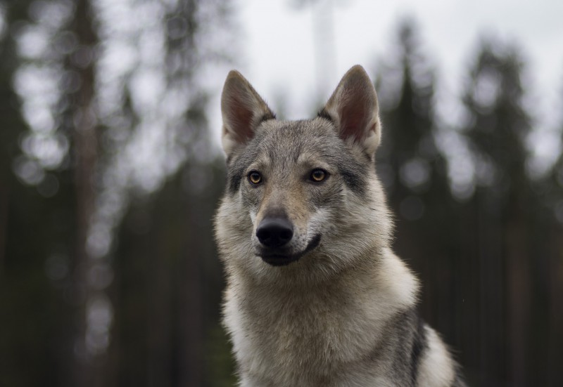 Dog Photo
