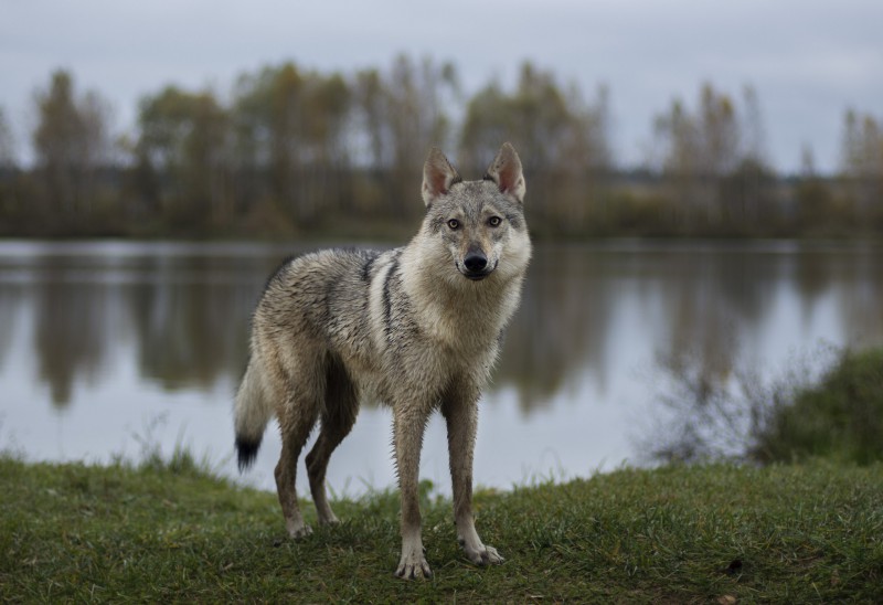 Dog Photo