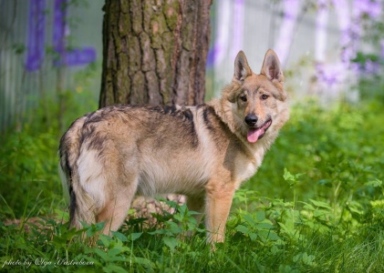Dog Photo