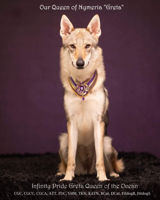 Dog Photo