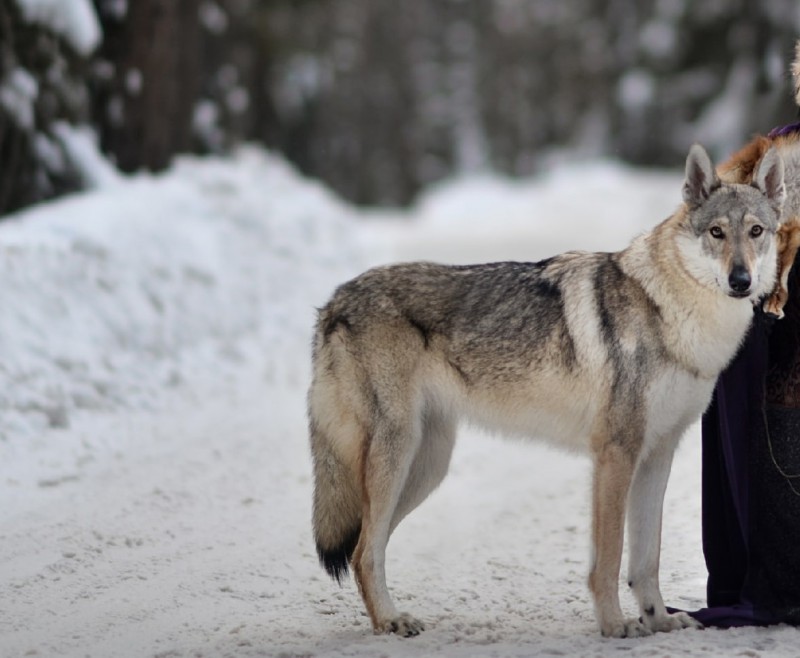 Dog Photo