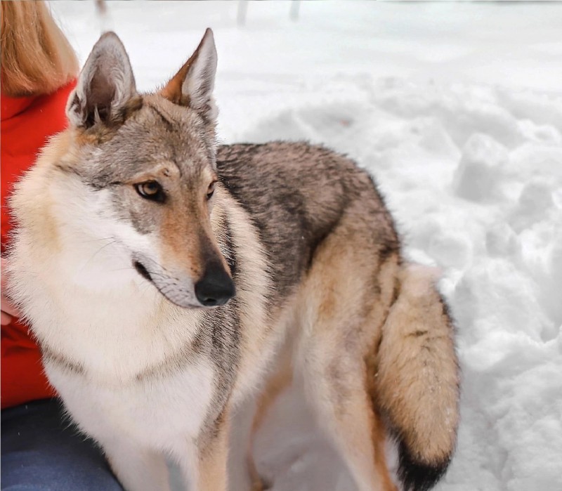 Dog Photo