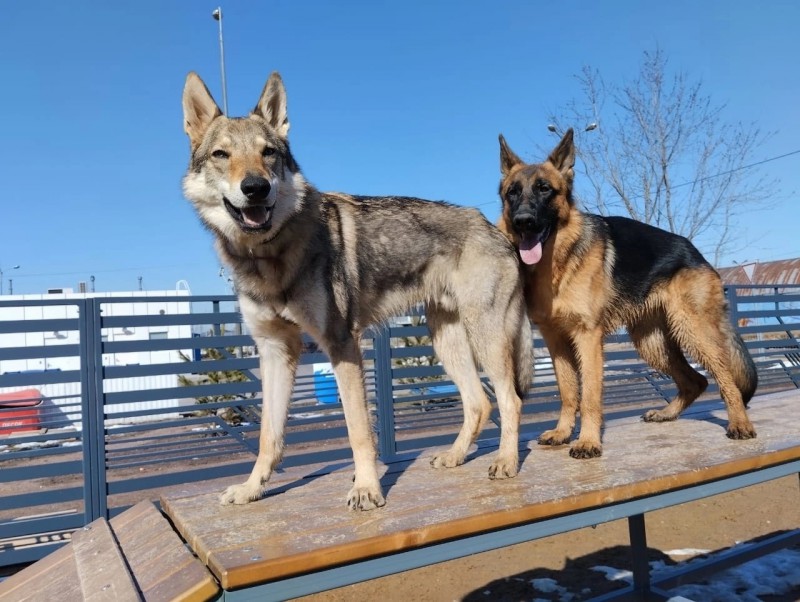 Dog Photo