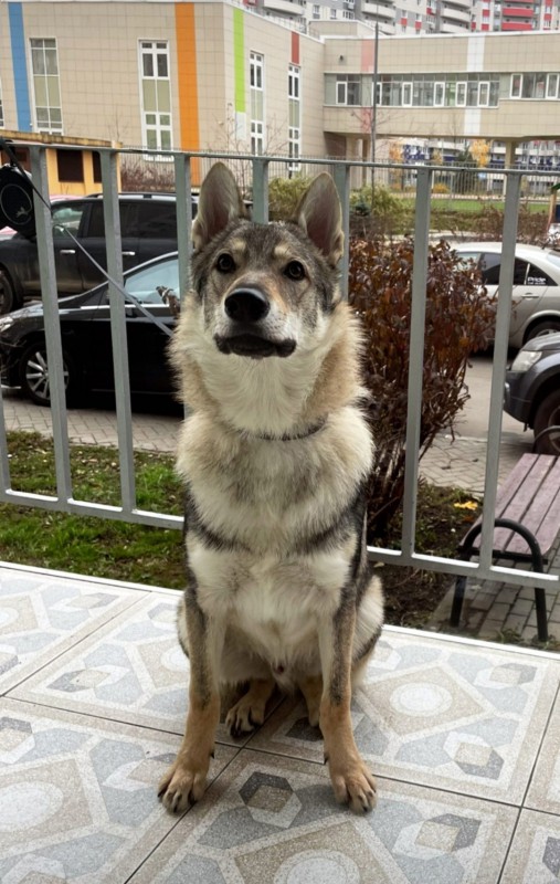 Dog Photo
